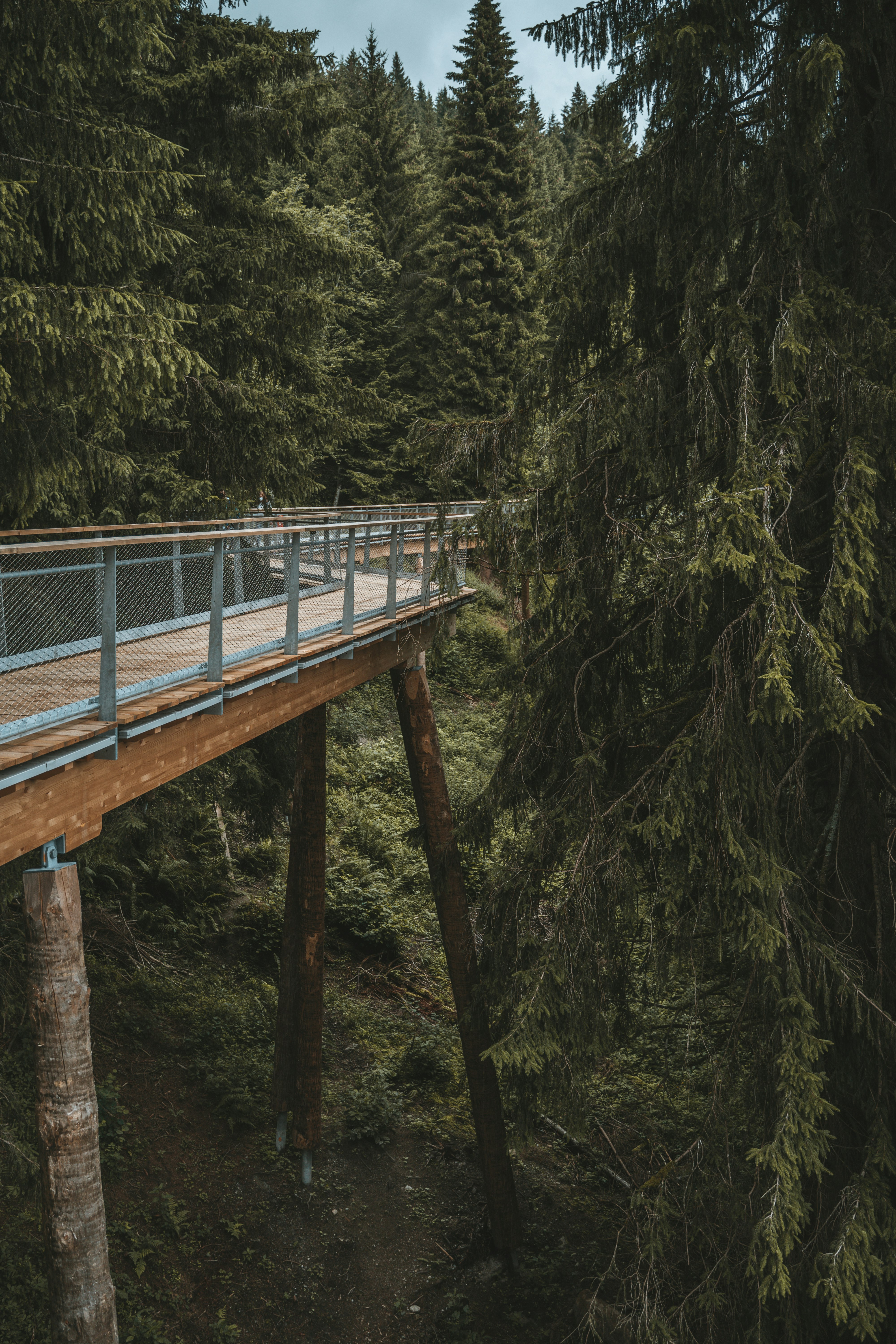 brown wooden bridge in forest during daytime